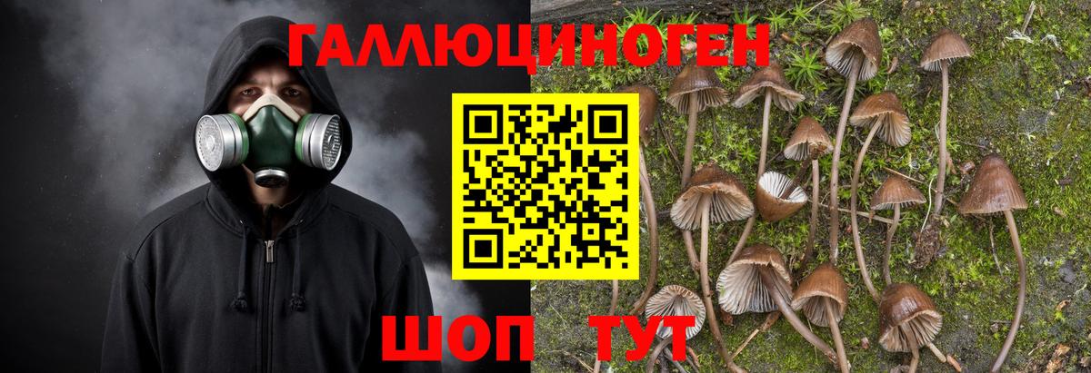 Галлюциногенные грибы Cubensis Гай